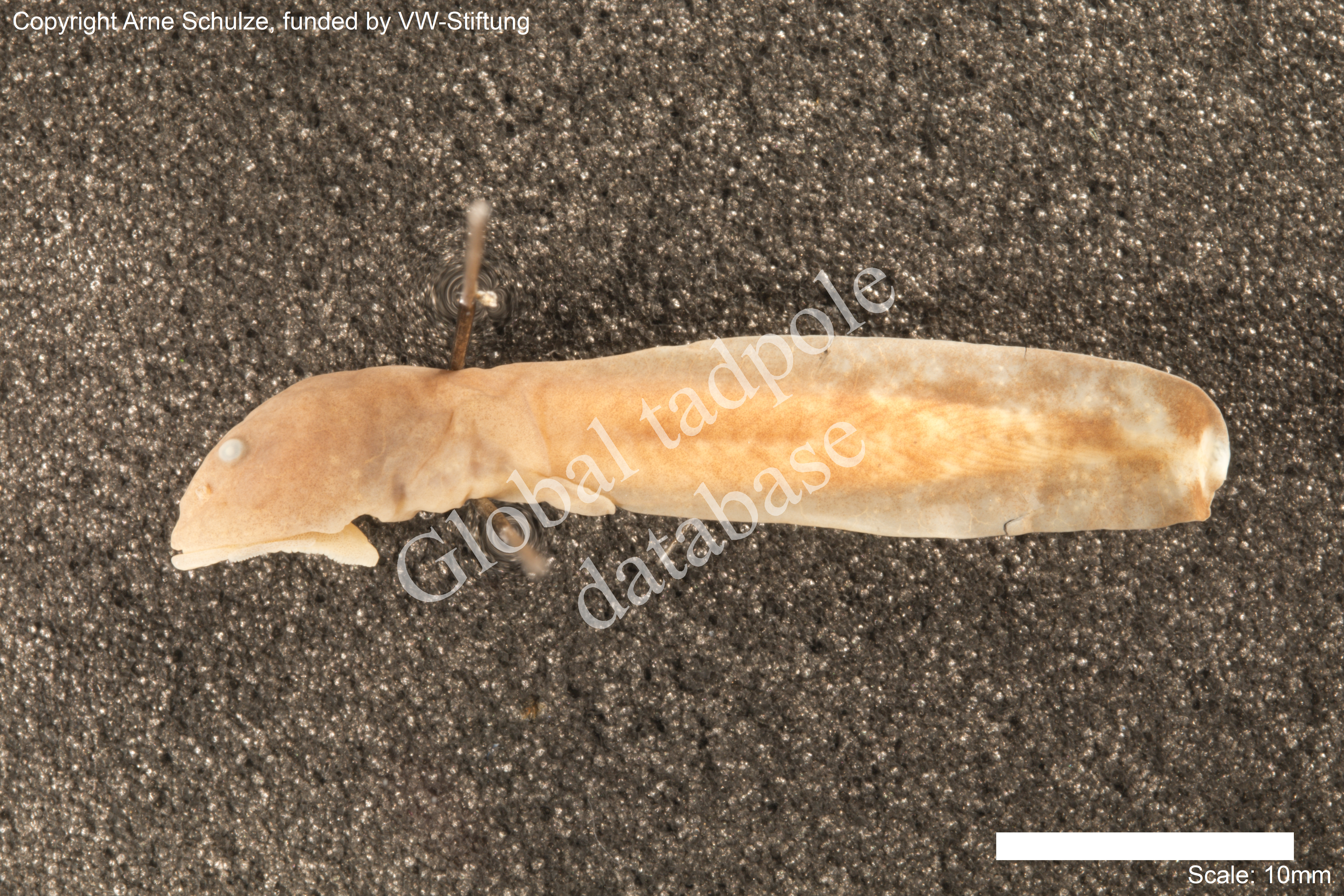 Sorry, no picture available